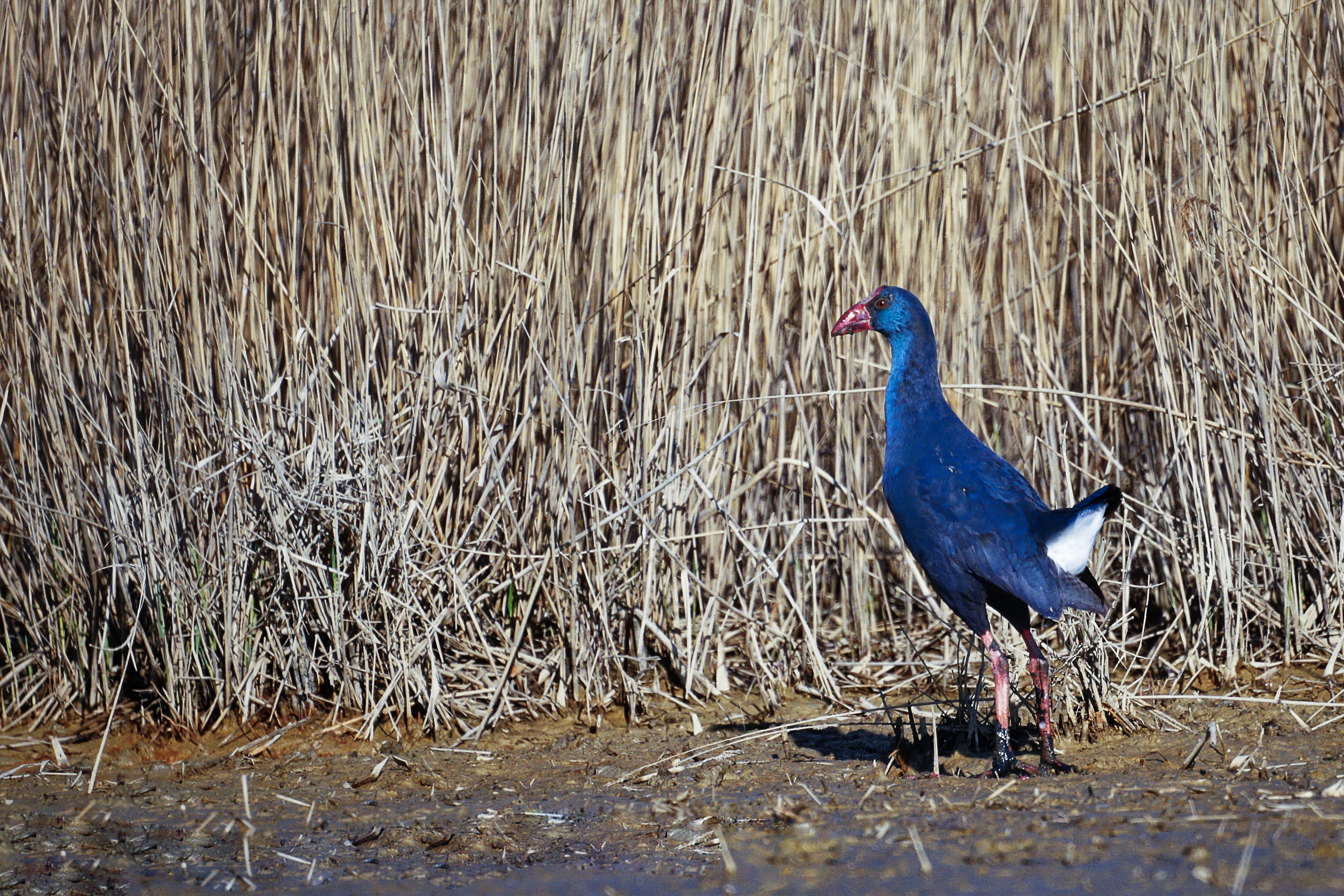 Des oiseaux entre les roseaux